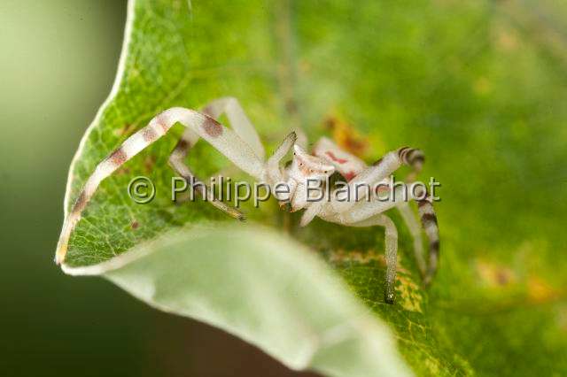 Thomisidae_5667.JPG - France, Araneae, Thomisidae, Araignée-crabe, Thomise enflée (Thomisus onustus), Crab spider